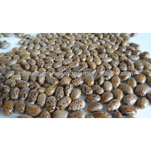 Sortex Castor seeds